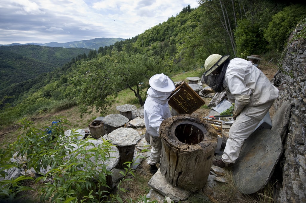Visite de ferme l'Arbre aux abeilles