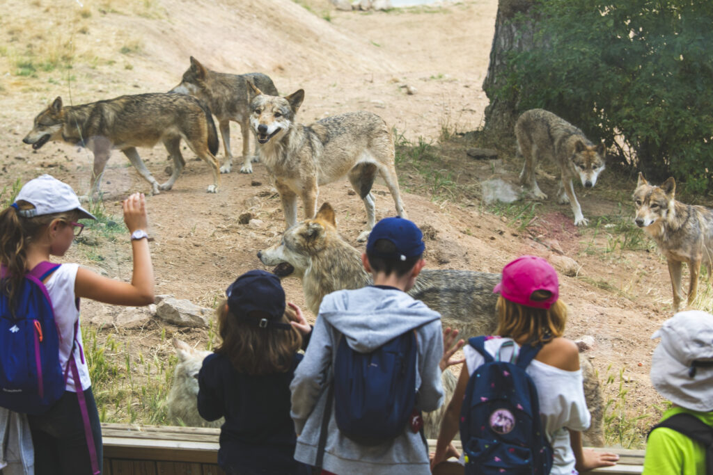 Parc des Loups du Gévaudan, activité en famille Lozère