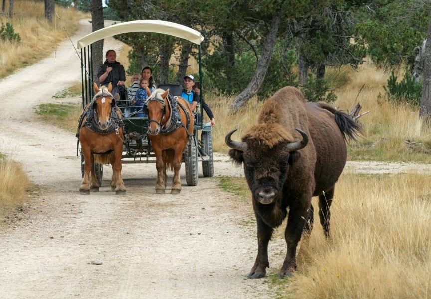 Réserve des bisons, activités en famille Lozère