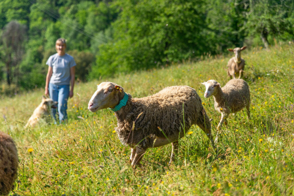 Visite de ferme Saveurs du Castanet
