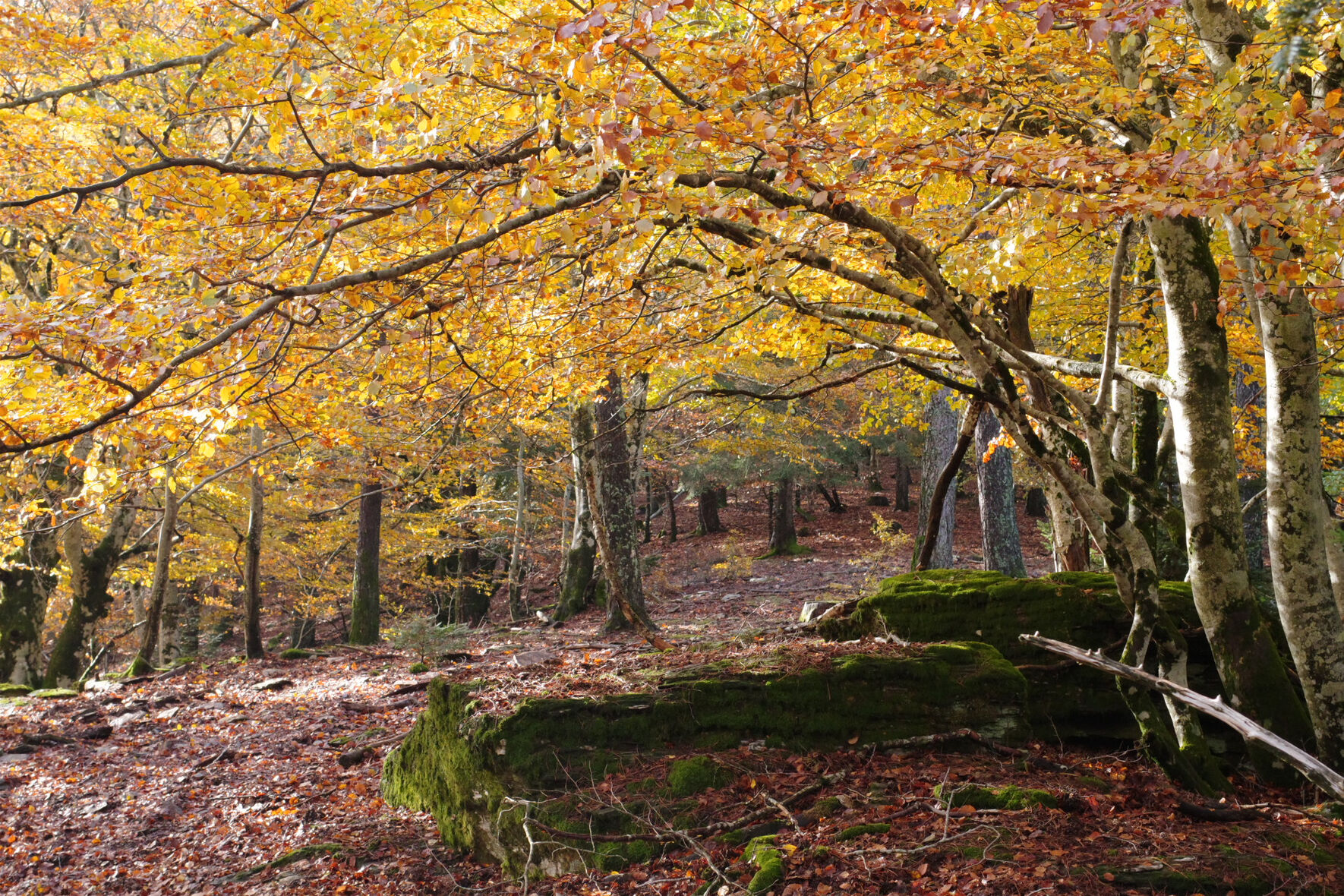Randonnée automne sentier de Fontmort Cévennes
