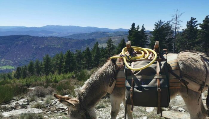 Image 2 : CÉVENNES G'RANDOS D'ÂNES