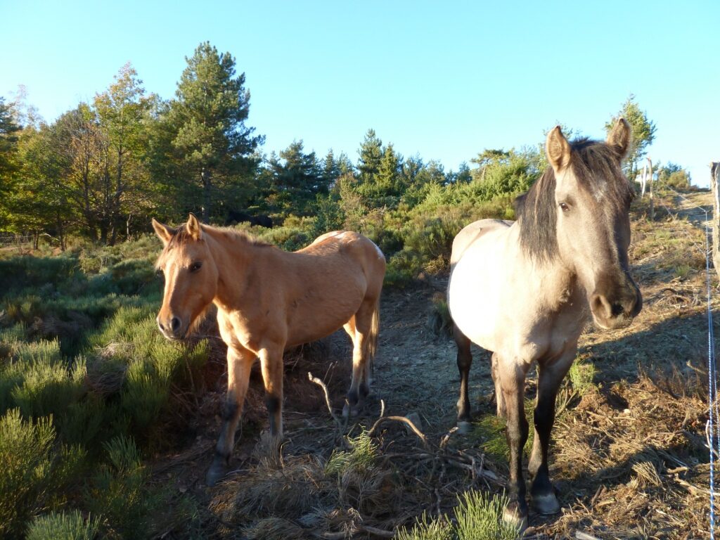Image 4 : FERME EQUESTRE DES MOURENES