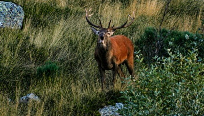 Image 0 : GUIDE DE PECHE ET NATURE MONT LOZERE