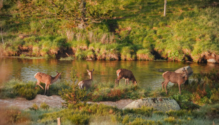 Image 1 : GUIDE DE PECHE ET NATURE MONT LOZERE