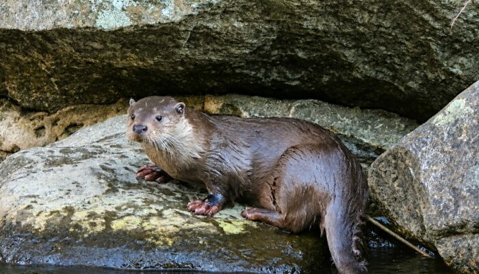 Image 2 : GUIDE DE PECHE ET NATURE MONT LOZERE