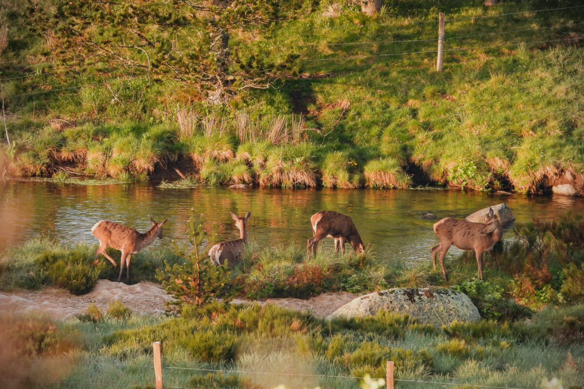 Image 1 : GUIDE DE PECHE ET NATURE MONT LOZERE