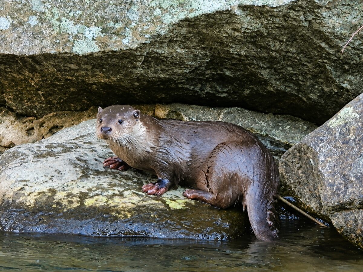 Image 2 : GUIDE DE PECHE ET NATURE MONT LOZERE