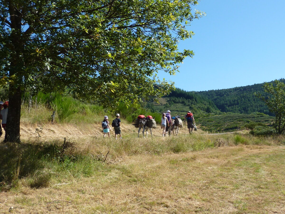 Image 4 : LES ÂNES DE VIELJOUVES
