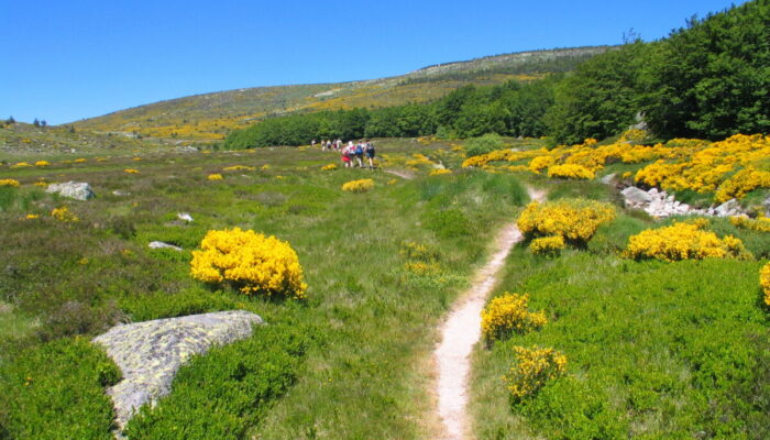 Image 2 : LES CHEMINS FRANCIS