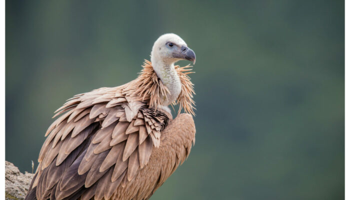 Image 0 : MAISON DES VAUTOURS
