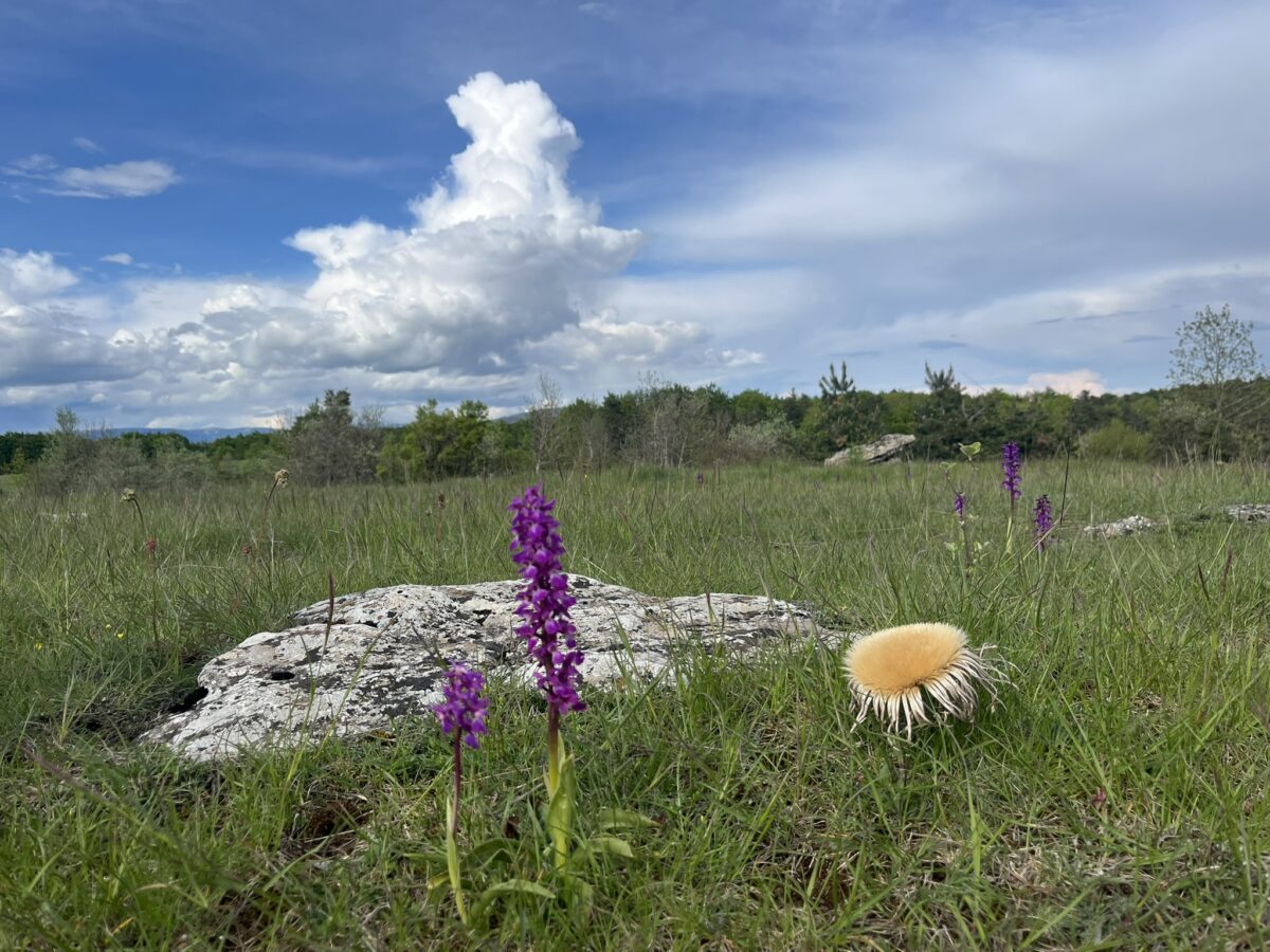 Image 4 : NATURALOHA : DÉCOUVERTE DES CÉVENNES À PIED
