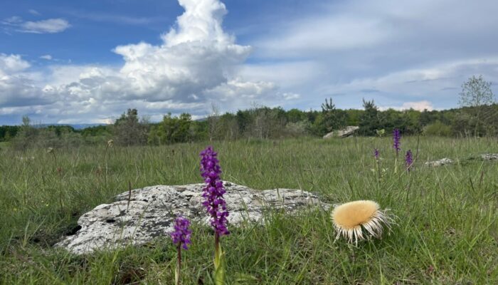Image 4 : NATURALOHA : DÉCOUVERTE DES CÉVENNES À PIED