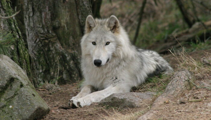 Image 1 : PARC DES LOUPS DU GEVAUDAN