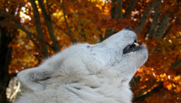 Image 3 : PARC DES LOUPS DU GEVAUDAN