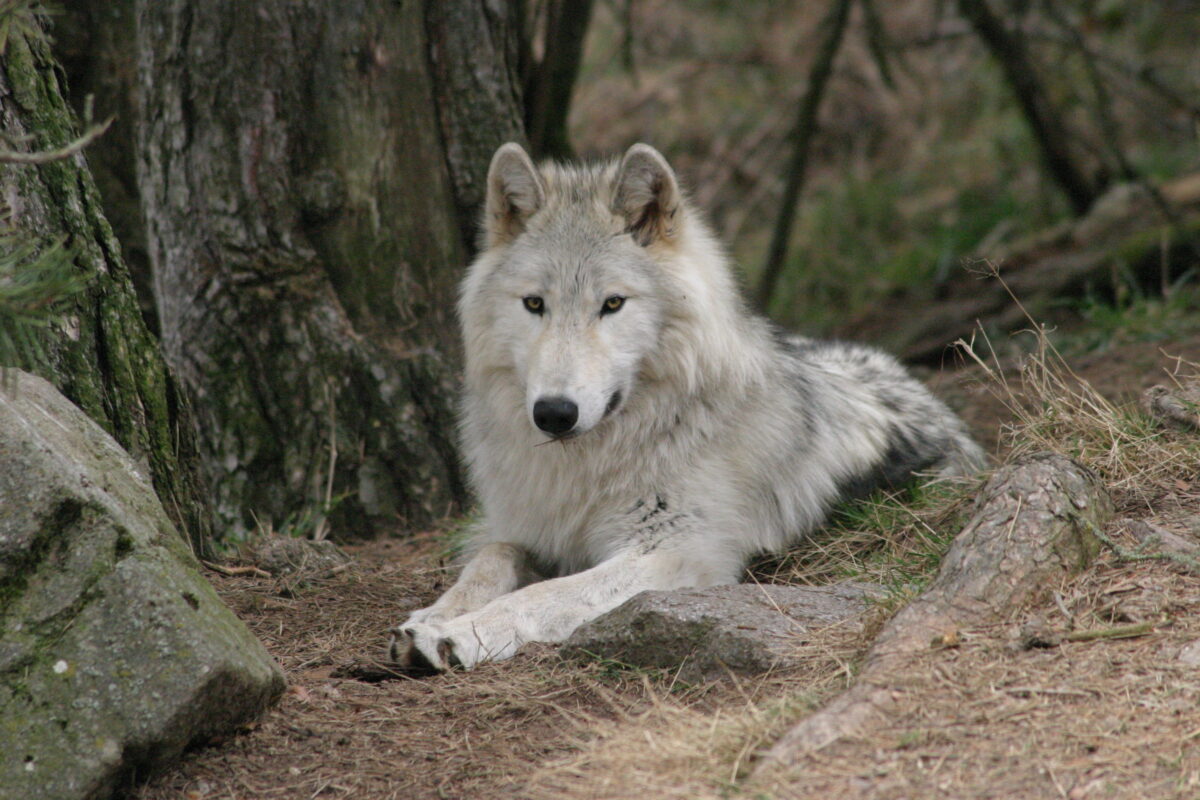 Image 1 : PARC DES LOUPS DU GEVAUDAN