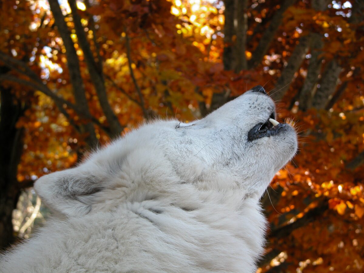 Image 3 : PARC DES LOUPS DU GEVAUDAN