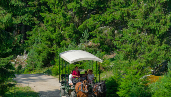 Image 2 : RESERVE DES BISONS D'EUROPE