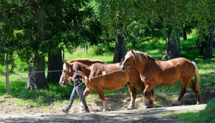 Image 3 : RESERVE DES BISONS D'EUROPE