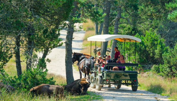 Image 0 : RESERVE DES BISONS D'EUROPE