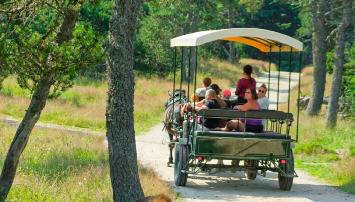 Image 1 : RESERVE DES BISONS D'EUROPE