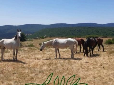 Image 0 : DES PAS VERS SOI PAR LA RENCONTRE DES CHEVAUX