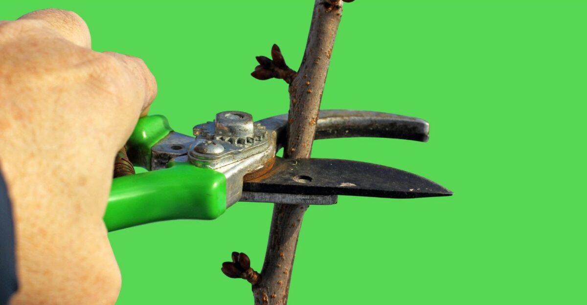 Image 0 : ATELIER BOUTURE