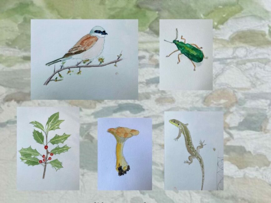 Image 0 : ATELIER DE DESSIN NATURALISTE
