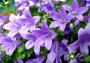 Image 0 : ATELIER DÉCOUVERTE DES FLEURS DE BACH