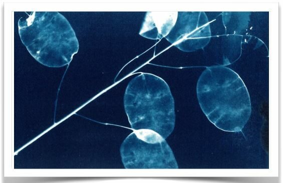 Image 0 : ATELIERS CYANOTYPES