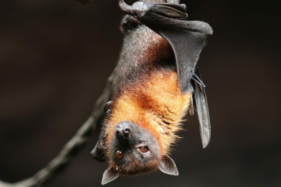 Image 0 : BALADE DÉCOUVERTE DES CHAUVES-SOURIS