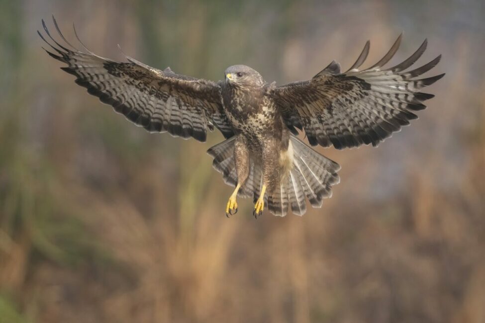 Image 0 : BALADE DÉCOUVERTE DES RAPACES DE LOZÈRE