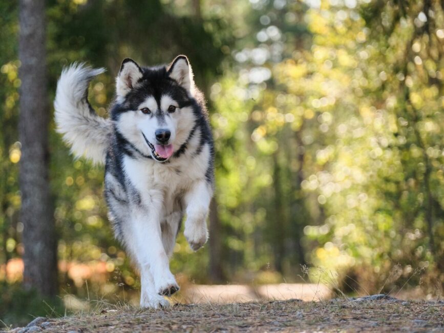 Image 0 : BALADE ÉDUCATIVE CHIENS EN GROUPE