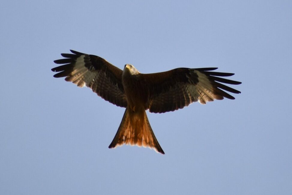 Image 0 : BALADE NATURALISTE : DÉCOUVERTE DES RAPACES ET PLANTES COMESTIBLES