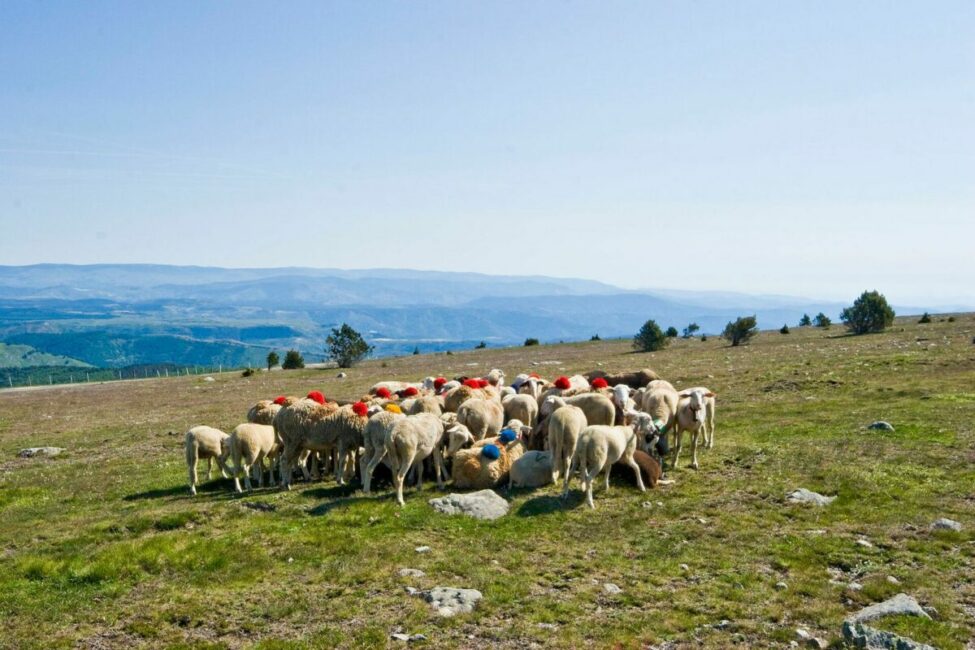 Image 0 : BALADE PASTORALISME ET BIODIVERSITÉ