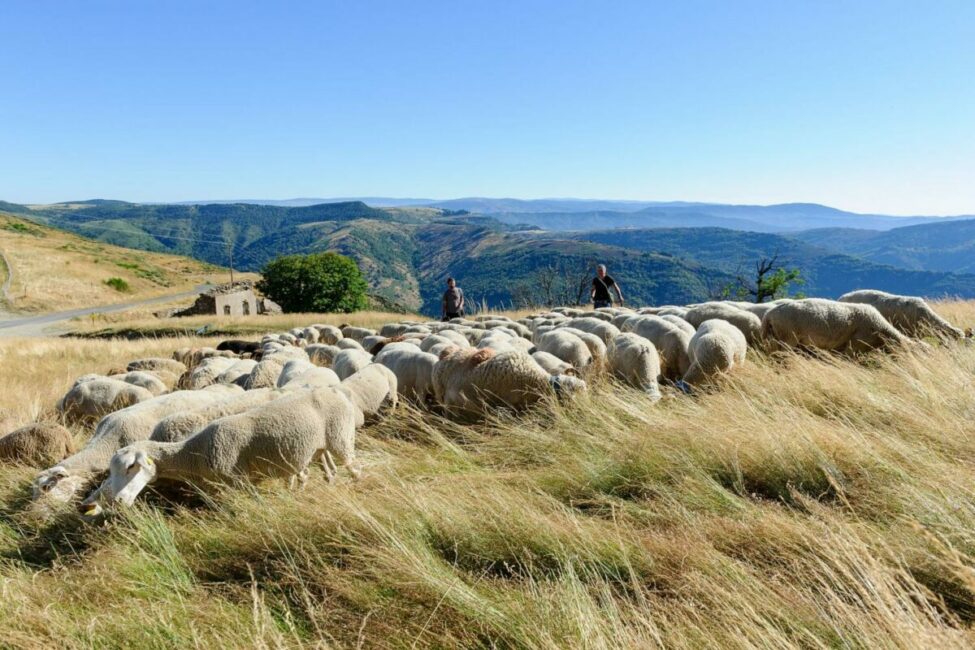 Image 0 : CONVERSATION CROISÉE SUR L’AGROPASTORALISME