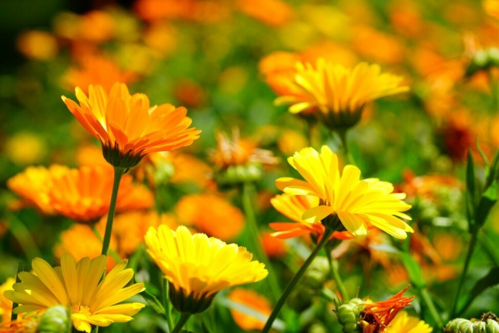 Image 0 : DÉCOUVERTE DES PLANTES