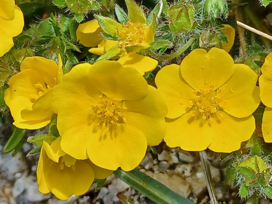 Image 0 : DECOUVERTE DES PLANTES SAUVAGES COMESTIBLES ET MEDICINALES AUTOUR DU HAMEAU DU CAUVEL