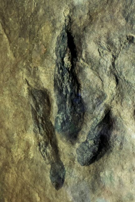 Image 0 : EXPLOREZ LE PASSÉ DE LA TERRE