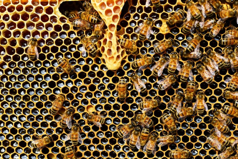 Image 0 : EXPOSITION : LE MIEL ET L'APICULTURE EN CÉVENNES