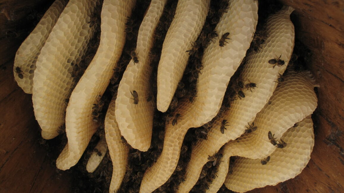 Image 0 : FESTI'VALLÉE DE L'ABEILLE NOIRE
