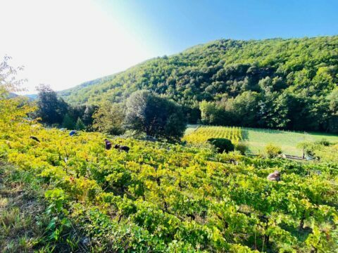 Image 0 : FESTIVAL DE LA RANDONNÉE : PATRIMOINE ET RENOUVEAU DE LA VITICULTURE EN VALLÉE FRANÇAISE
