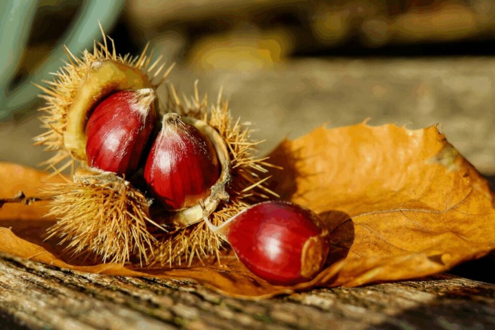 Image 0 : FÊTE DE L’ARBRE À PAIN
