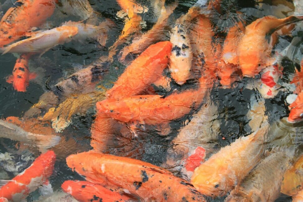 Image 0 : FISH DREAM