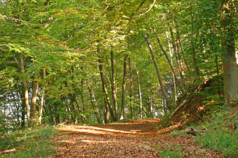Image 0 : FORÊT - À LA CROISÉE DES CHEMINS