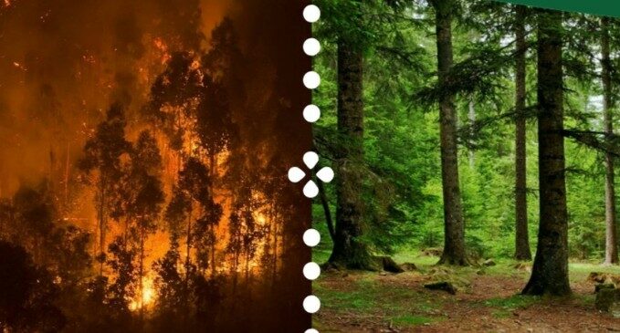 Image 0 : FÔRETS AGIR ! ET SI ON PARLAIT DE NOS FORÊTS ?