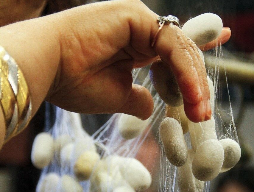 Image 0 : LA SOIE AVANT LES FILATURES