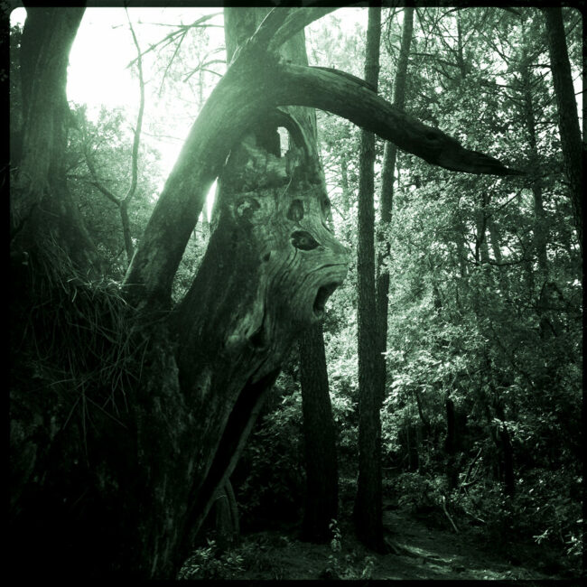 Image 0 : LE FESTIVAL DU VIVANT : EXPOSITION AÏDZÊLOS & PROMENADE PHOTOGRAPHIQUE