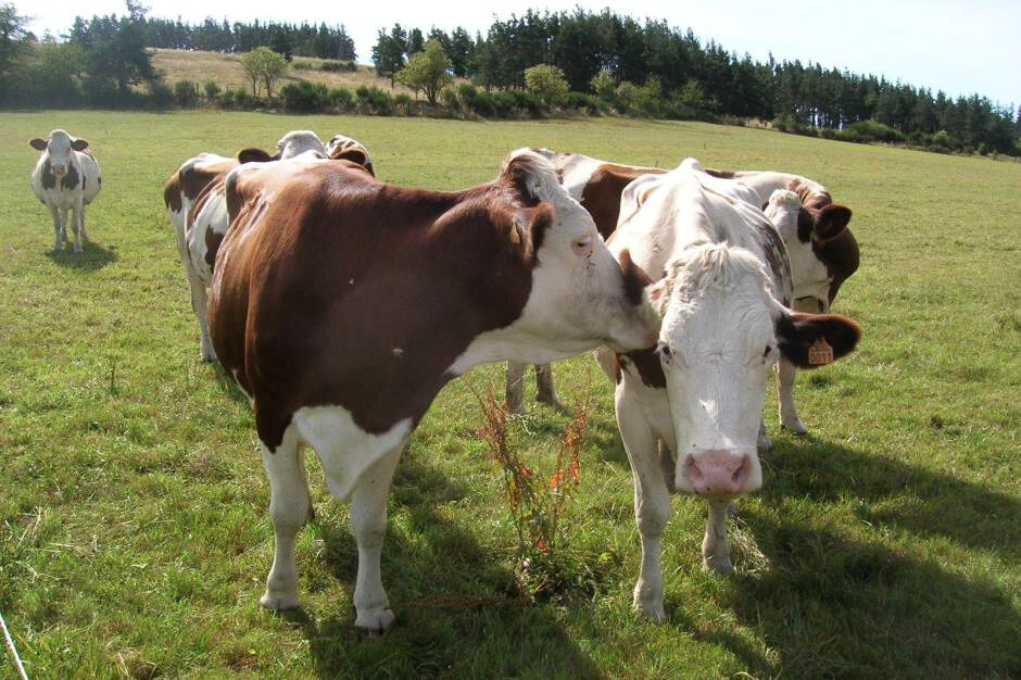 Image 0 : LES JEUDIS À LA FERME