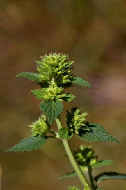 Image 0 : LEVEZ LE PIED SUR LE MONT LOZERE : SECRETS DE PLANTES DU MONT LOZÈRE